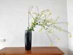 油菜花 插花