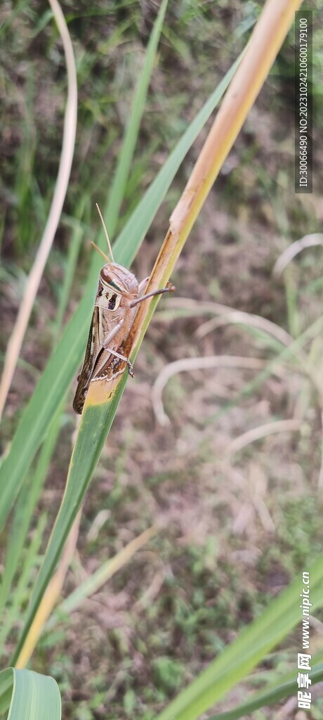 小草