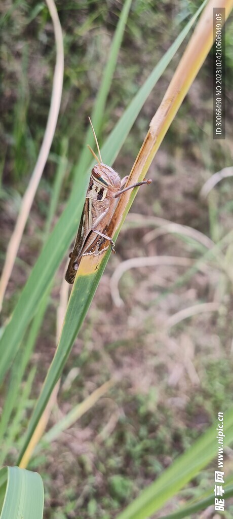 小草