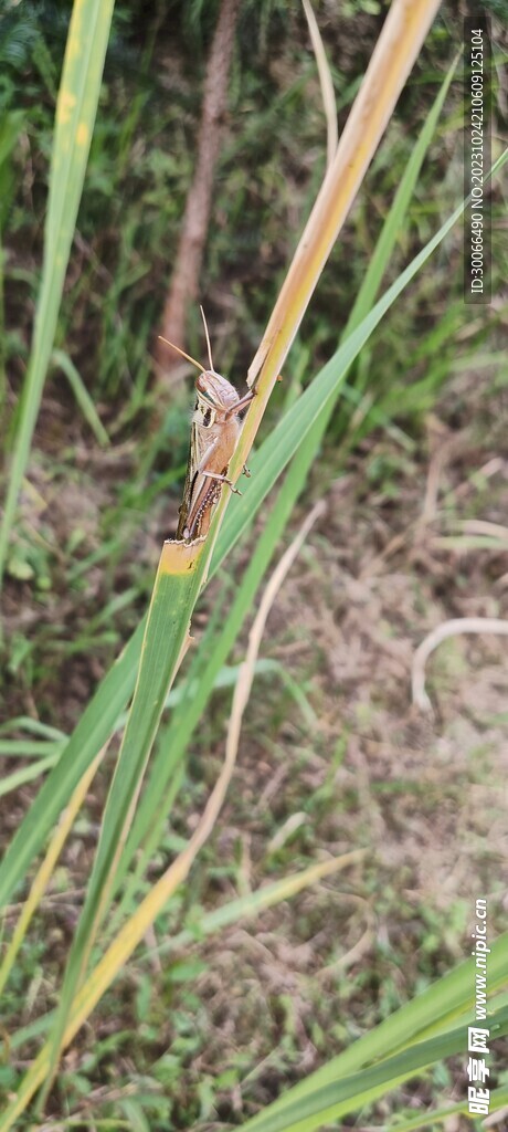 小草 
