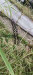 小草 