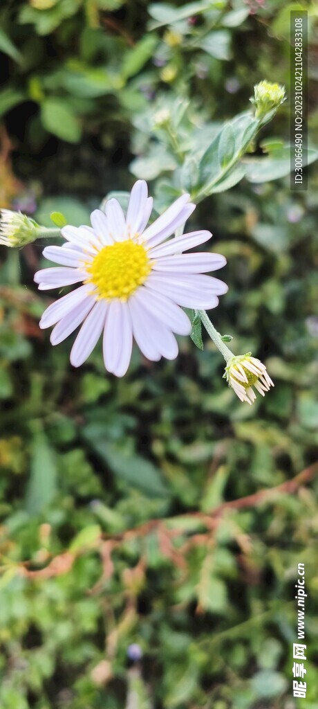 野花  