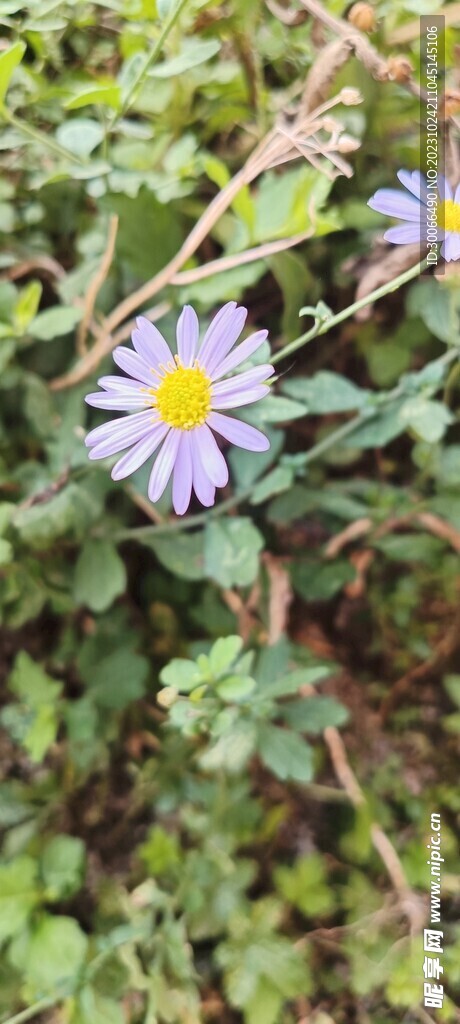 野花 