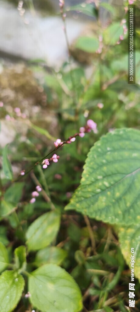 野花 