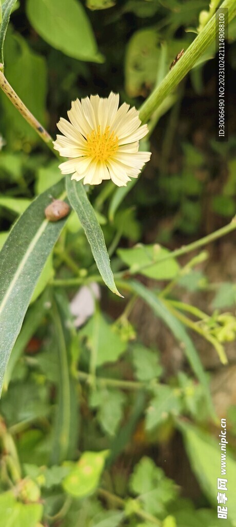 野花
