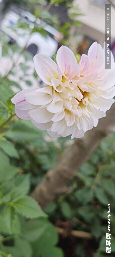 大丽花 