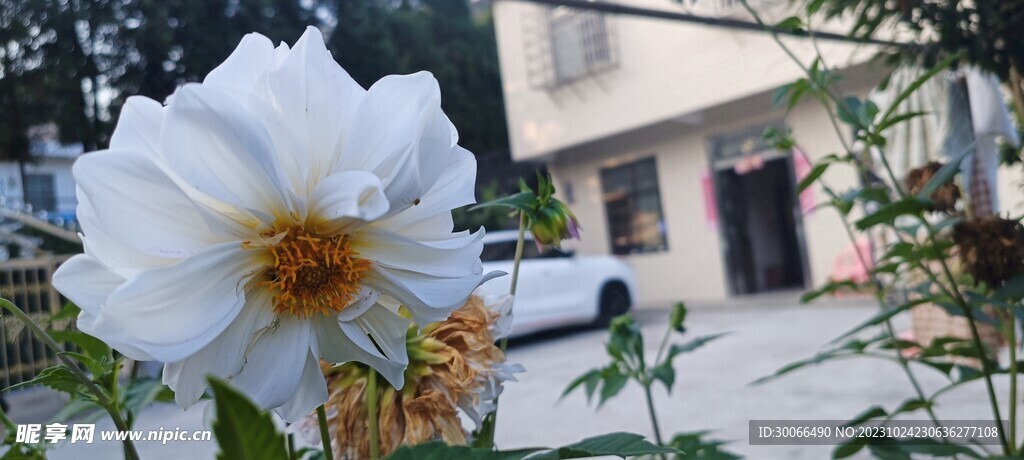 大丽花