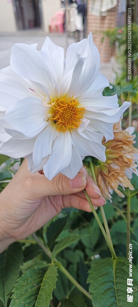 大丽花