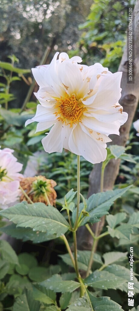 大丽花