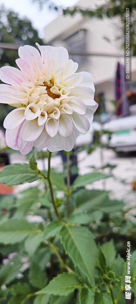 大丽花