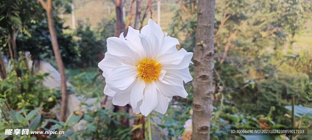 大丽花 