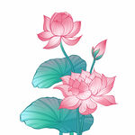 荷花素材