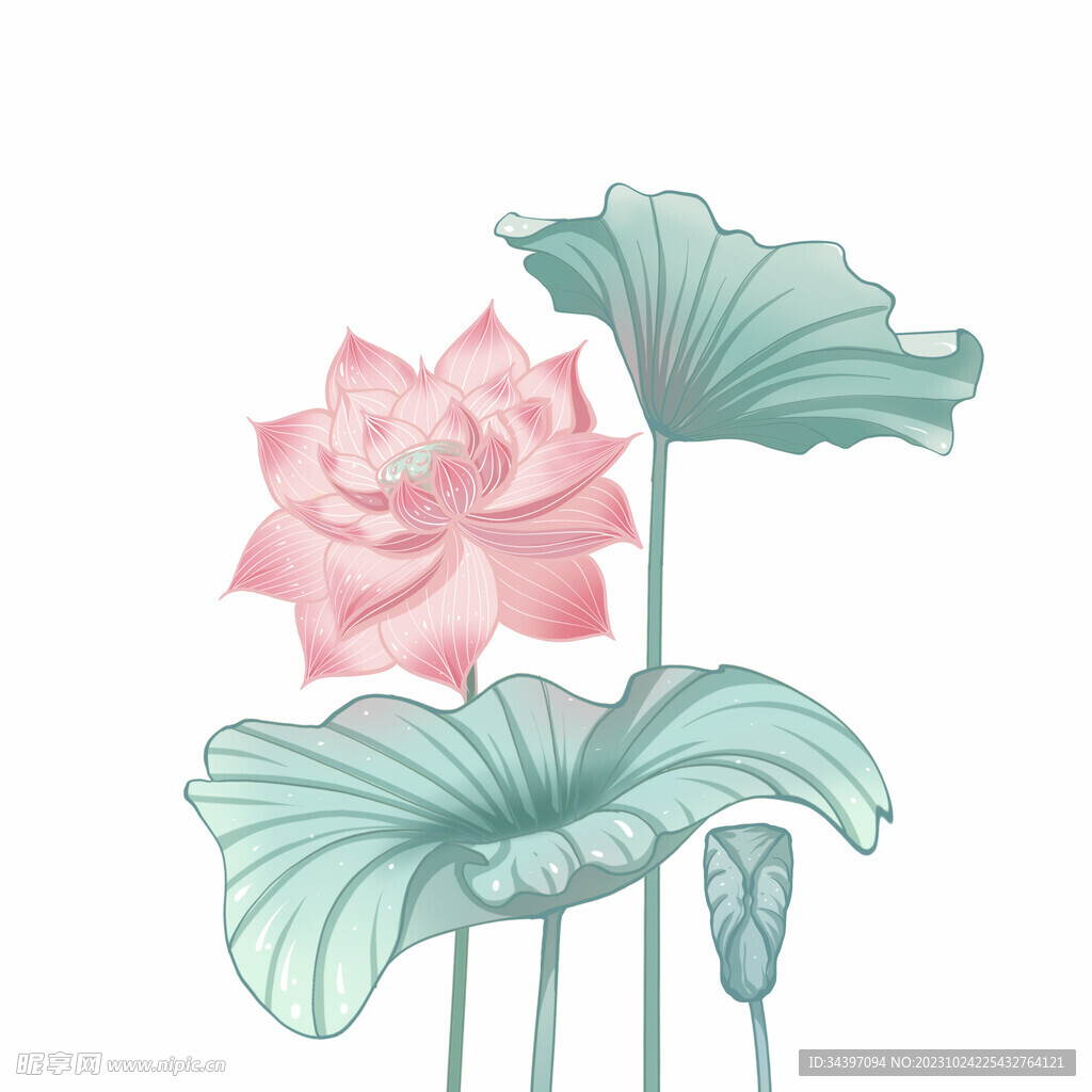 荷花素材