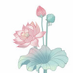 荷花素材