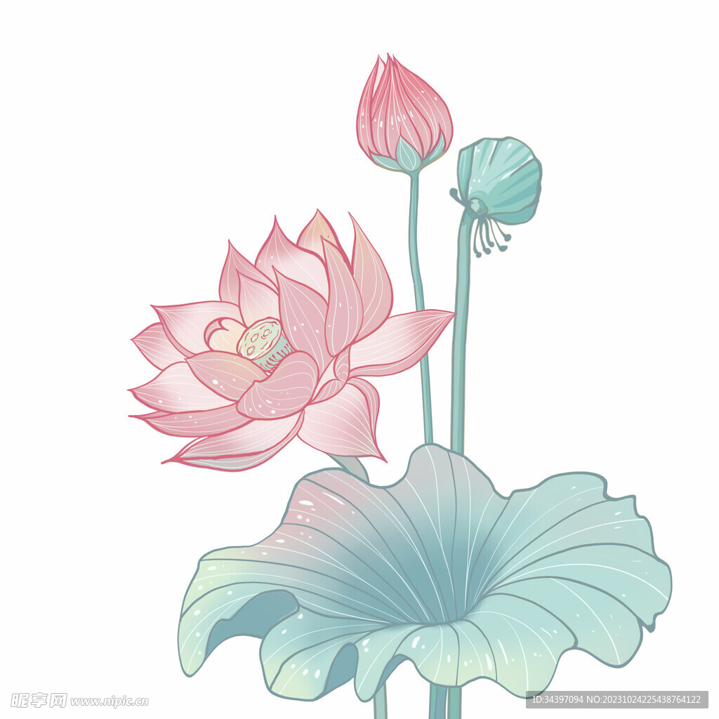 荷花素材