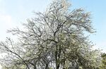 白樱花树