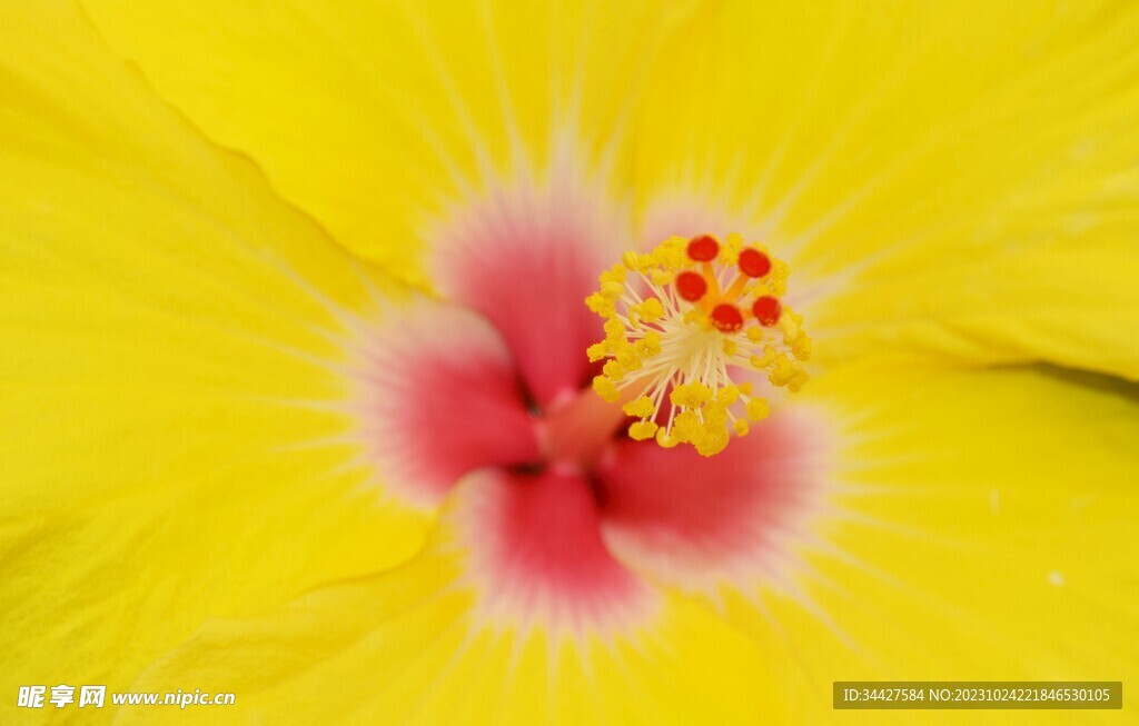 黄色花朵花蕊特写