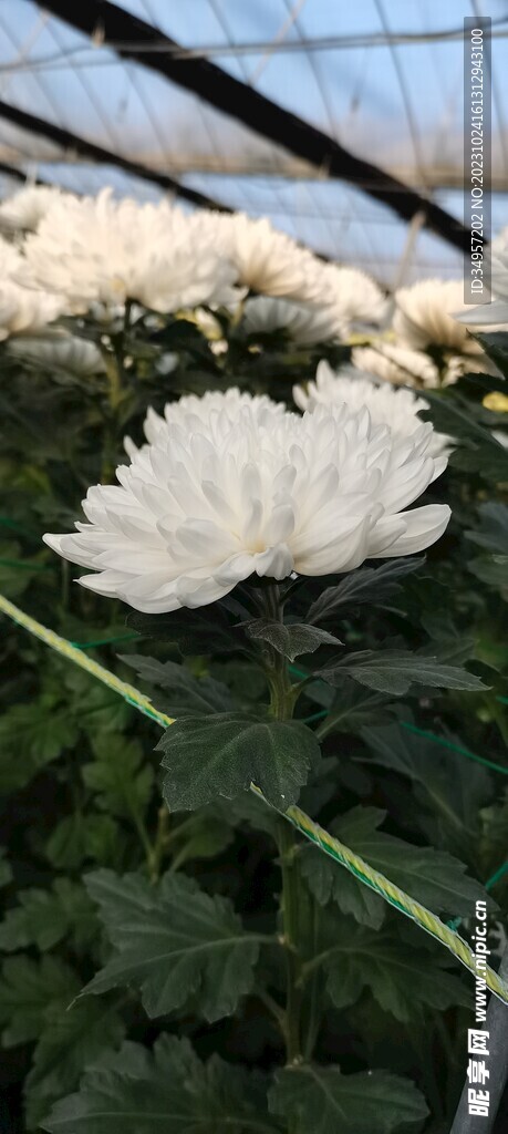菊花