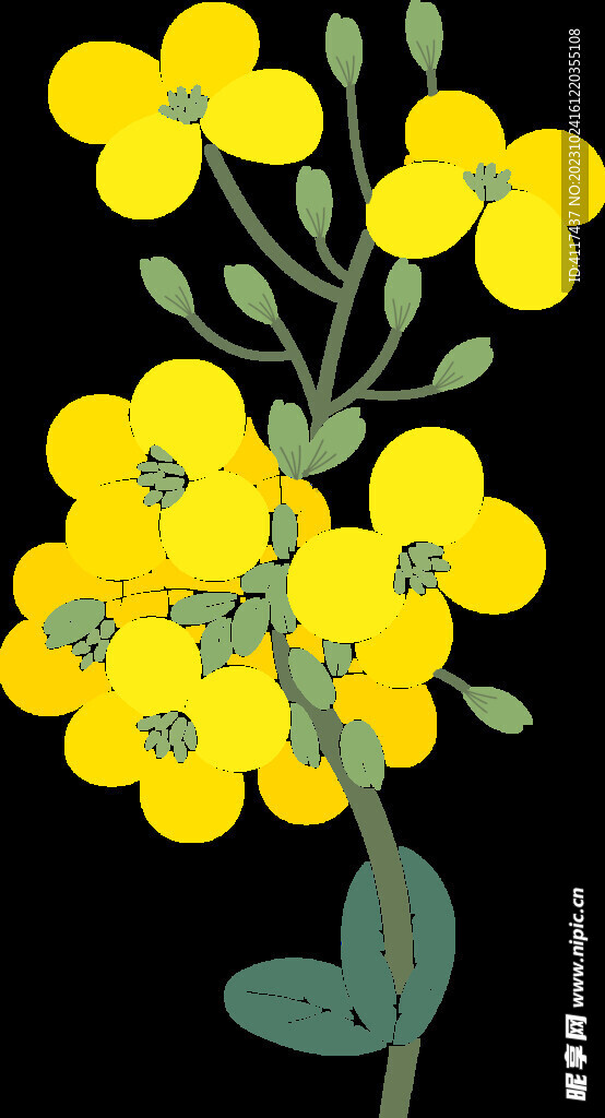 菜花