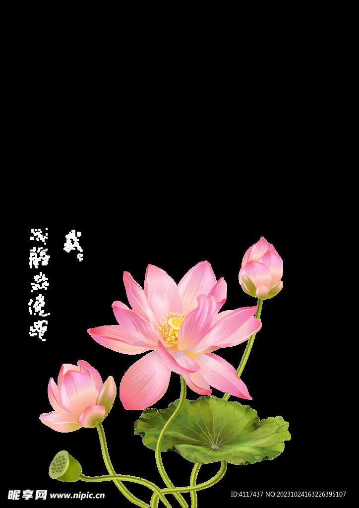 荷花
