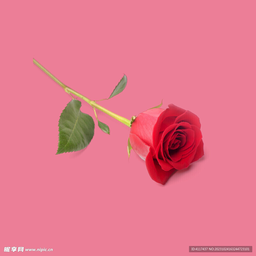 玫瑰花