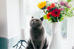 蓝猫