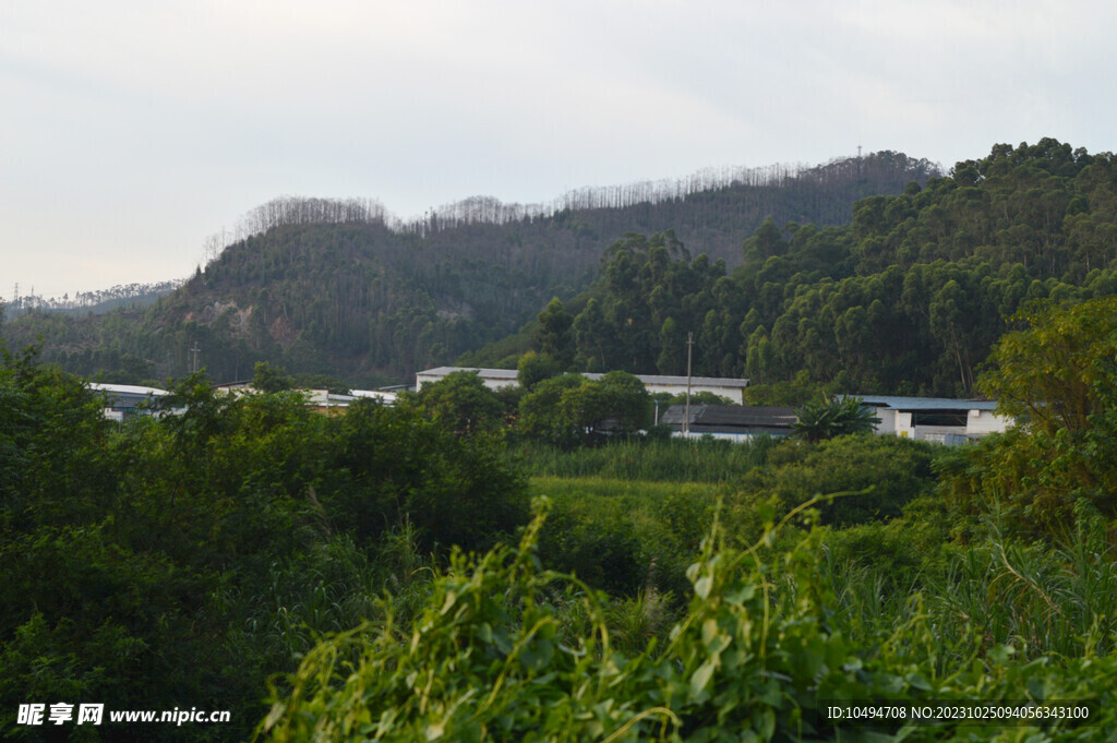 山地山林