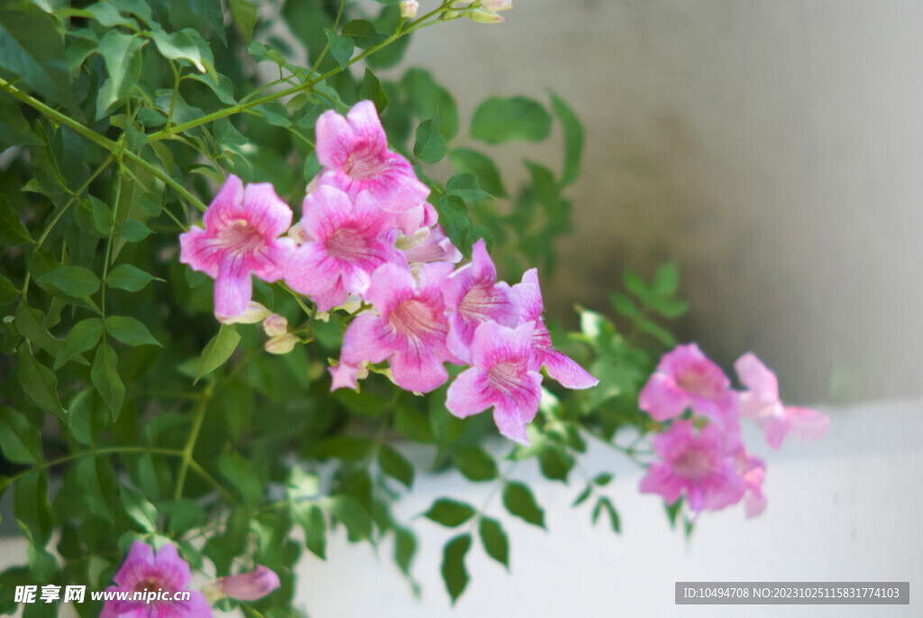 常绿花草