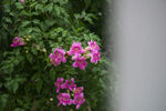 绿植花卉