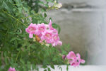 庭院花草