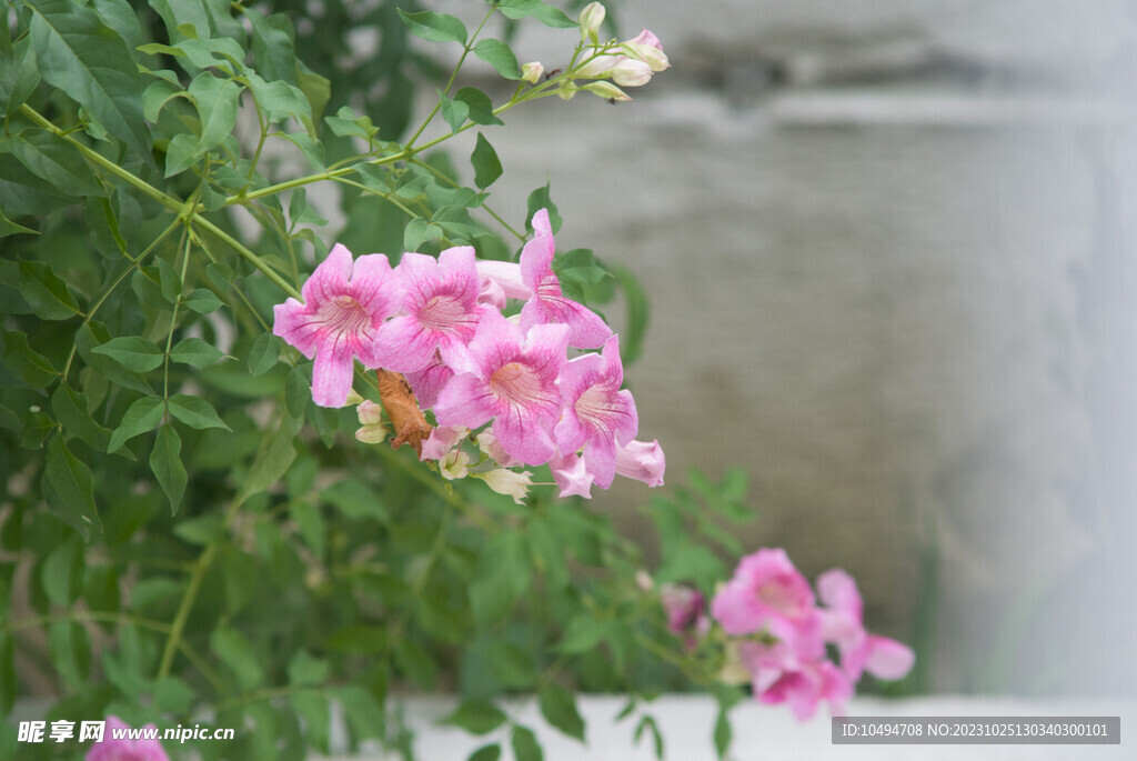 庭院花草