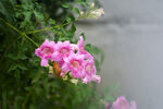 粉色花