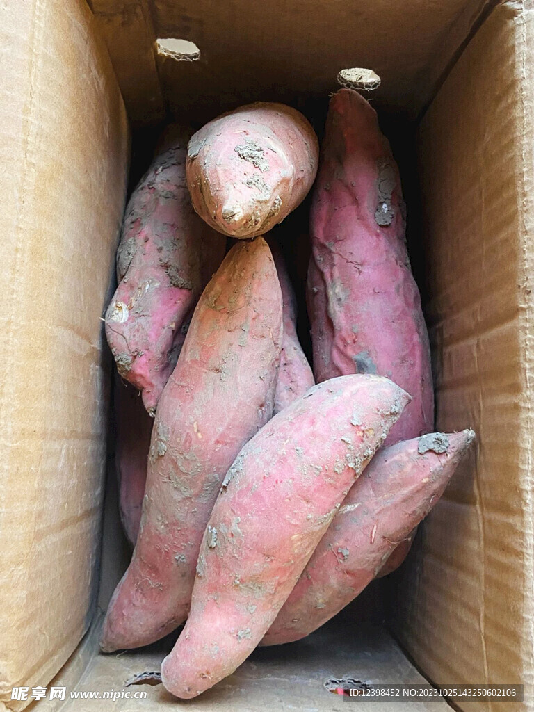 红薯