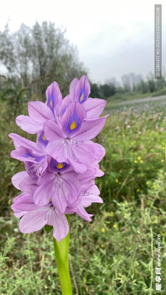 水葫芦开花