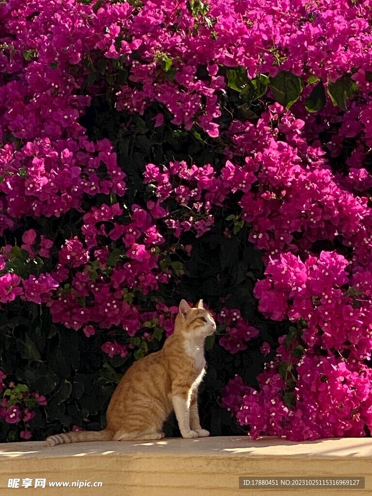 猫