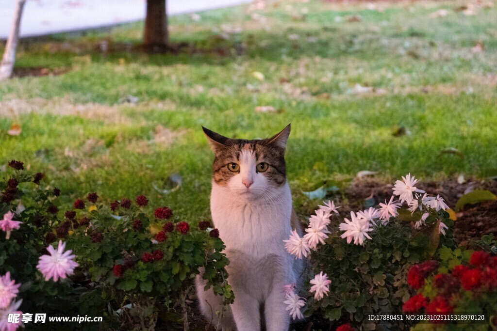 猫