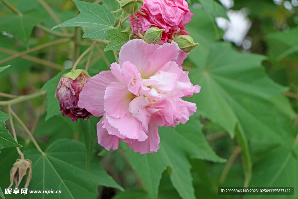 木芙蓉