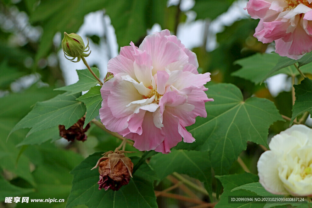 木芙蓉