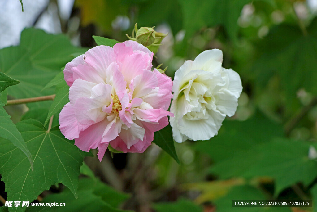 木芙蓉