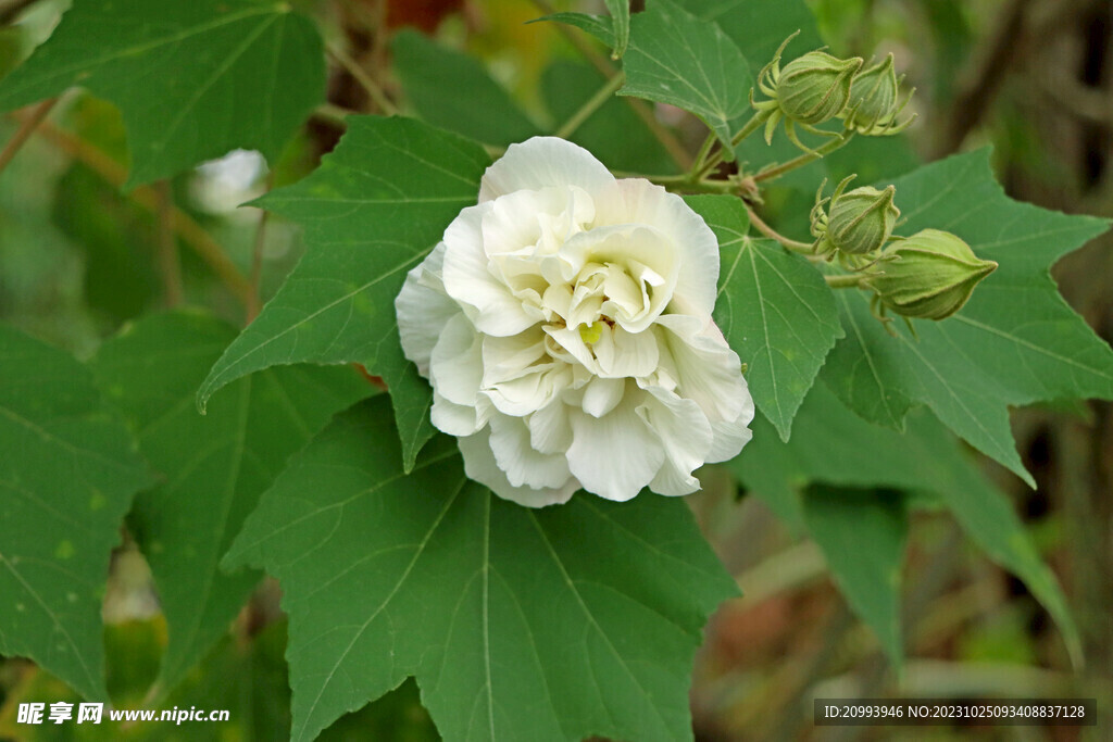 木芙蓉