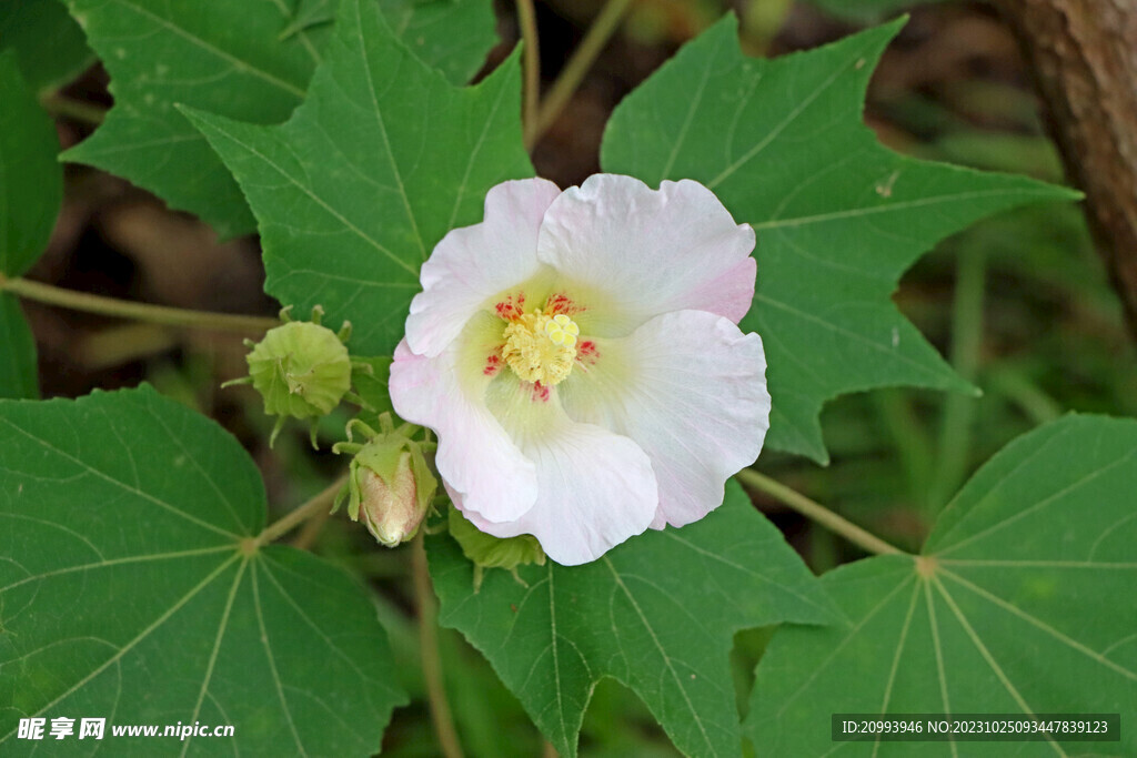 木芙蓉