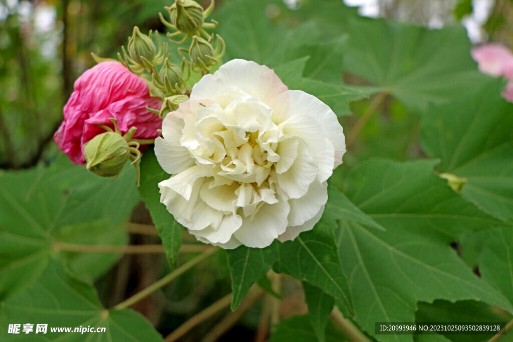 木芙蓉