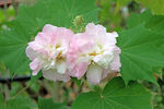 木芙蓉
