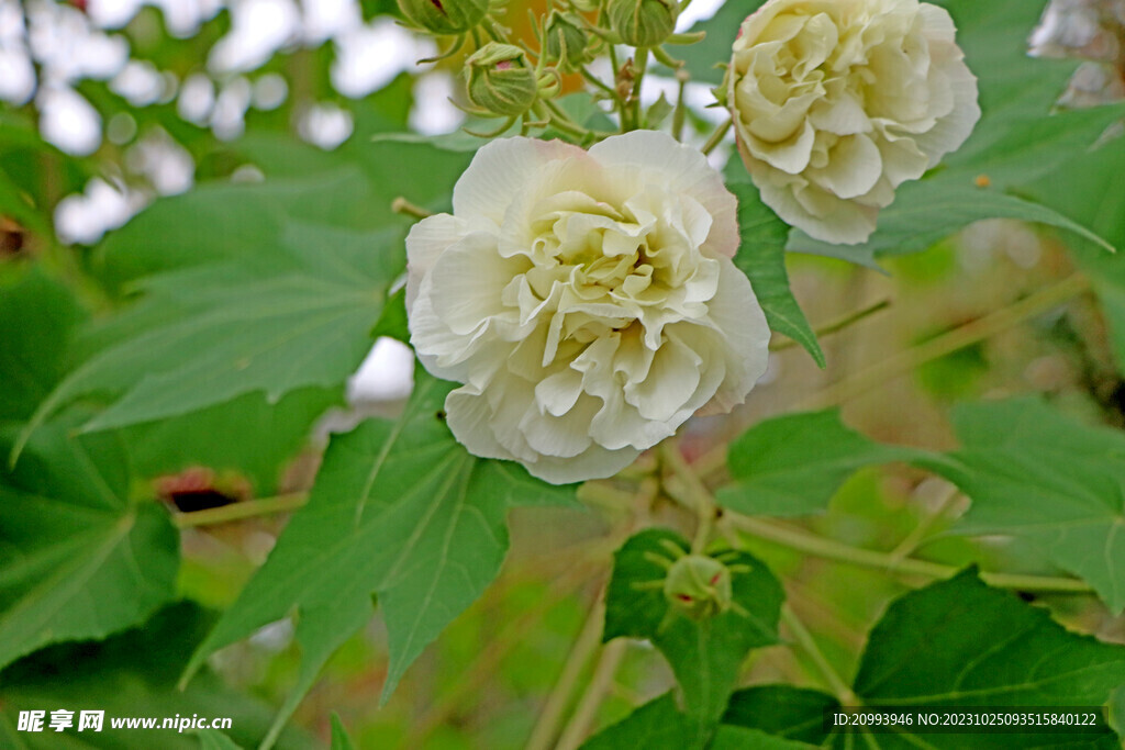 木芙蓉