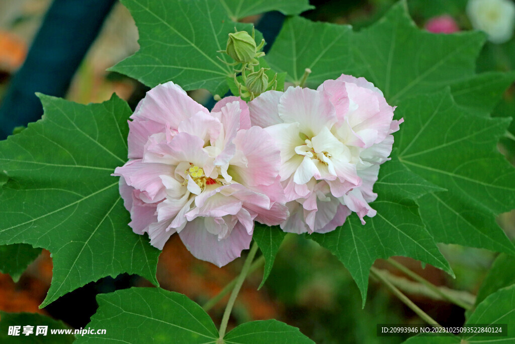 木芙蓉