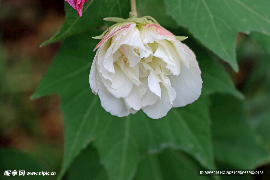 木芙蓉