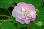 木芙蓉