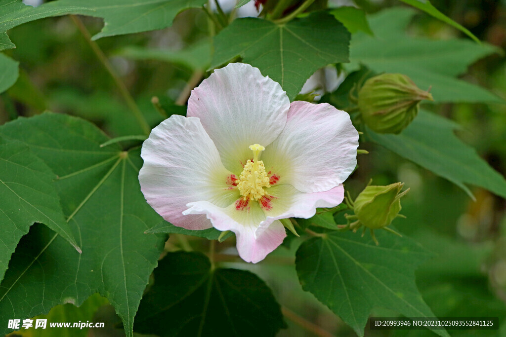 木芙蓉