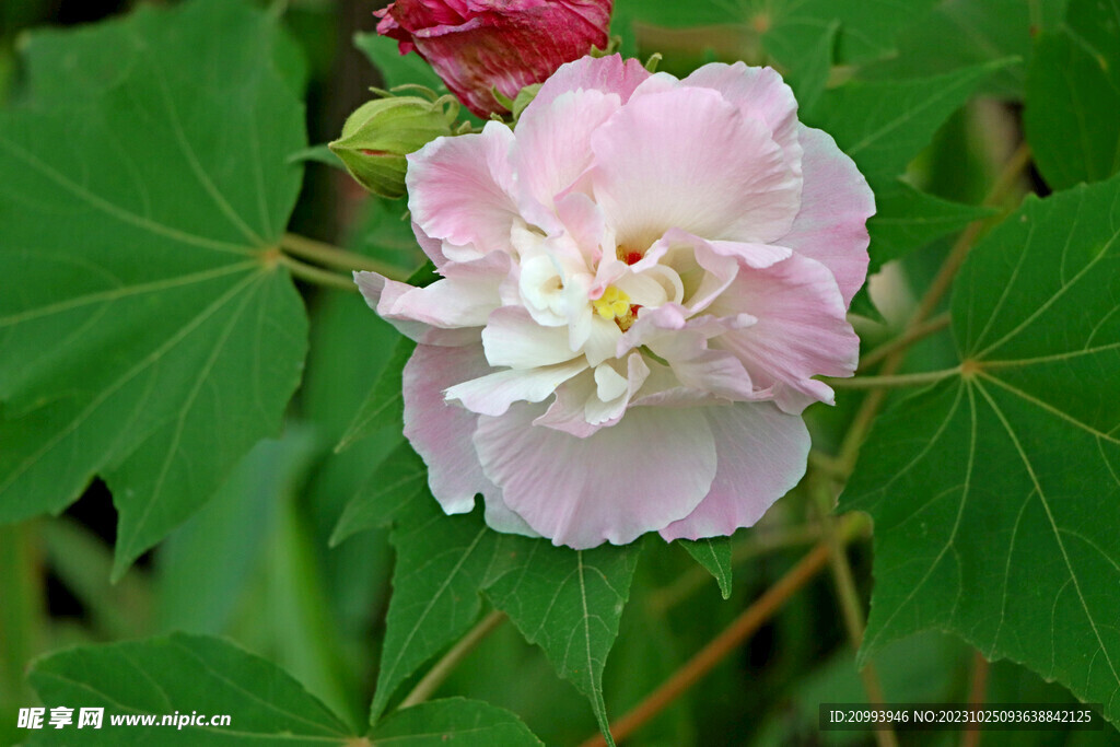 木芙蓉