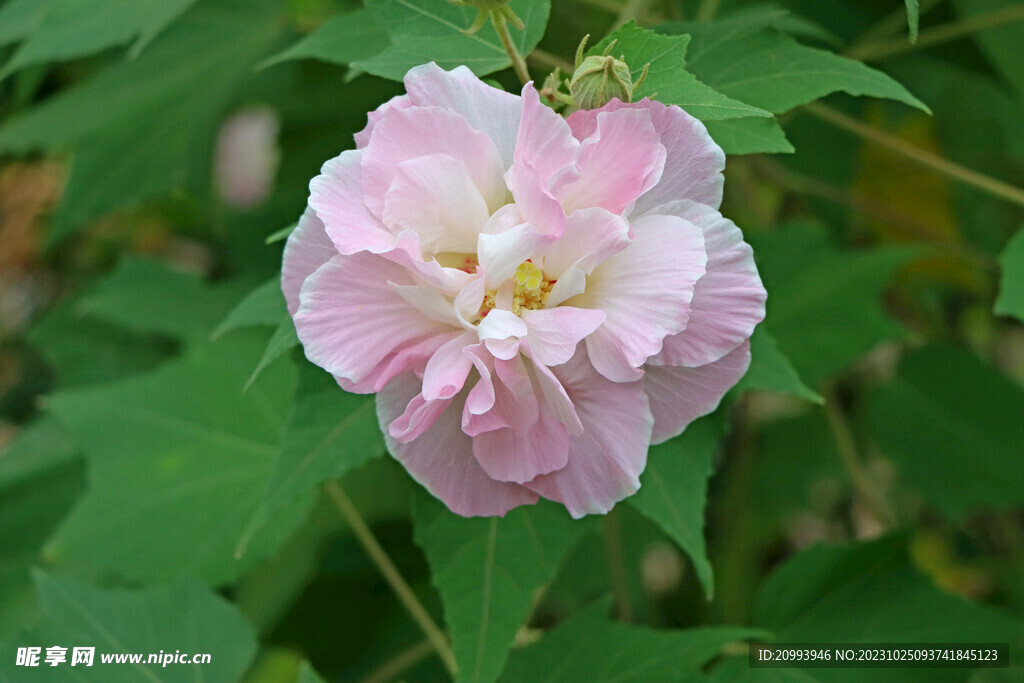 木芙蓉